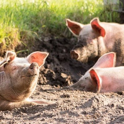 Swine fever outbreak in Mossel Bay