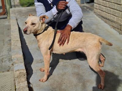 Your best friend is waiting at the SPCA