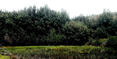 Garden Route environment suffers as SA economy shrinks