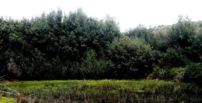 Garden Route environment suffers as SA economy shrinks