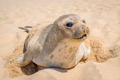 Let the beached be