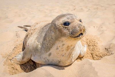 Let the beached be