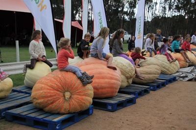 Giant Pumpkin time in Heidelberg