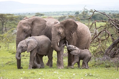Celebrate World Elephant Day with these Nat Geo documentaries