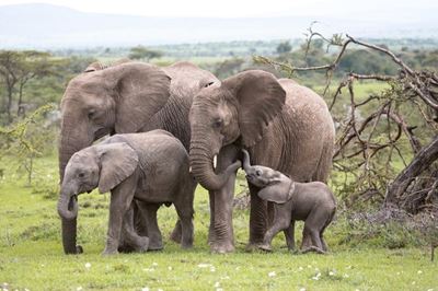 Celebrate World Elephant Day with these Nat Geo documentaries