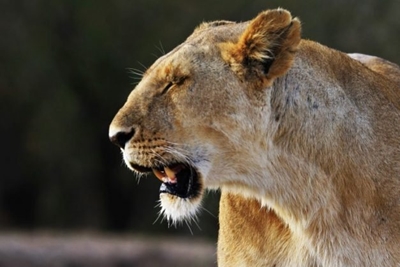 Lion on the loose in the Lowveld