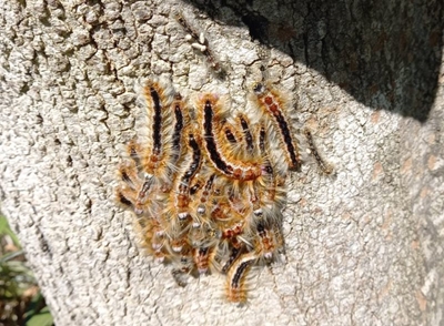 Caterpillars identified