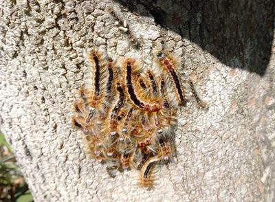 Caterpillars identified