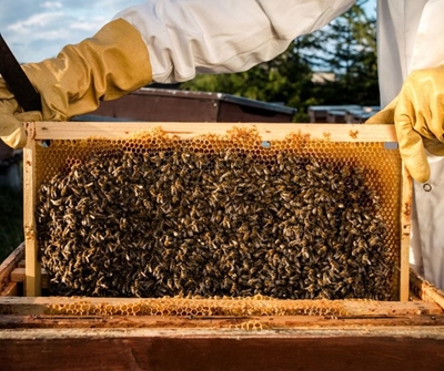 ‘Bees are helping me through a terminal auto-immune disease’ – Lulu Letlape