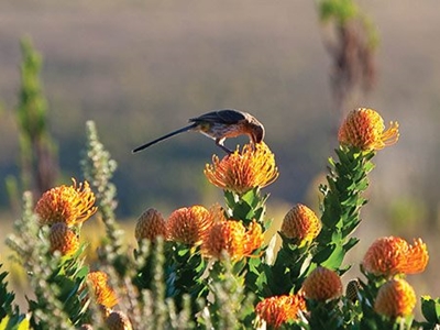 Autumn plant sale at Botanical Garden