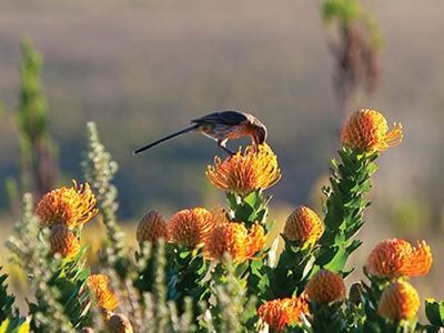 Autumn plant sale at Botanical Garden