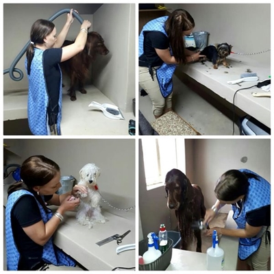 Professional pet grooming in Still Bay