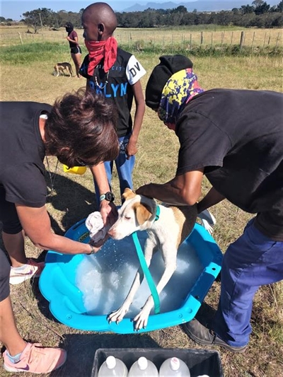 CAWS 4 PAWS coping with Covid-19