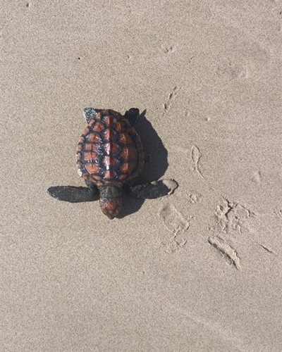 Look out for tiny turtle hatchlings on beaches