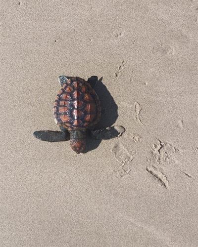 Look out for tiny turtle hatchlings on beaches