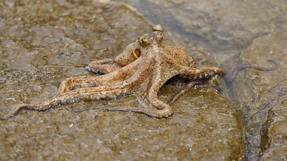 Holiday harvests threaten octopuses