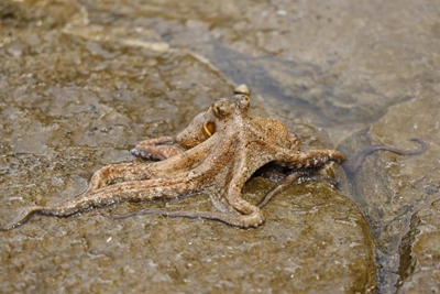 Holiday harvests threaten octopuses