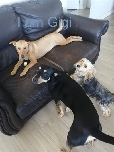 Happiness is a forever home