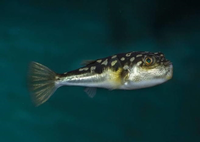 Likely reasons for pufferfish strandings