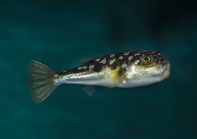 Likely reasons for pufferfish strandings