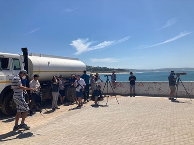 Laughing gull sighting, a first for SA