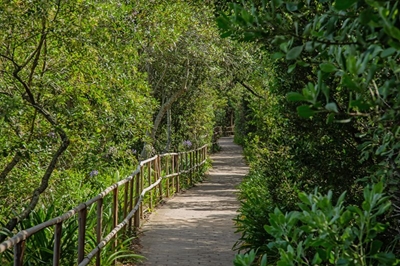 Explore the wheelchair-accessible path in the Mushroom Meander