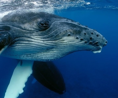 Whale watching rules for boats