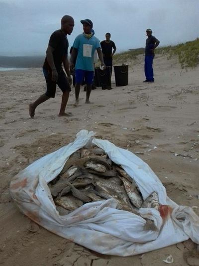 Icy waters yield free fish for all