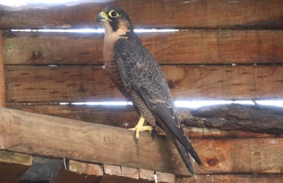 George winds wreak havoc at raptor centre