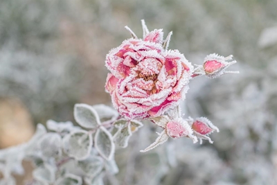 Simple rules for a winter garden