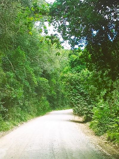 Overgrown vegetation leads trucks astray