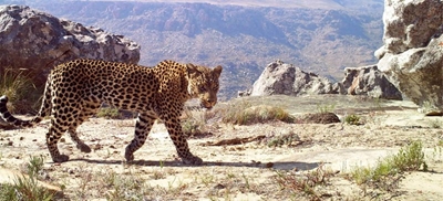 Swift action taken after leopard tragedy in Heidelberg