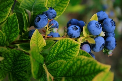 Mushy blueberries could sink the industry