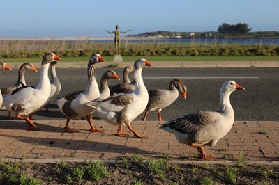 Groot-Brak-ganse se lot in raad se hande