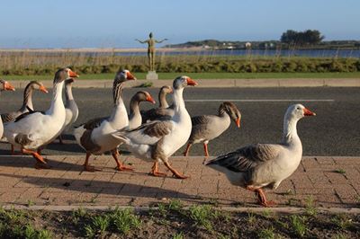 Groot-Brak-ganse se lot in raad se hande