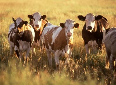 Tracking global food trends