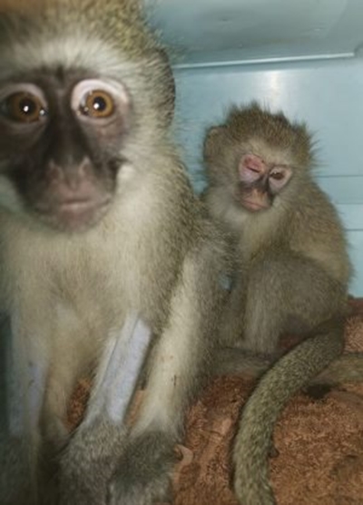 Private investigator identifies suspect accused of KZN monkey murders