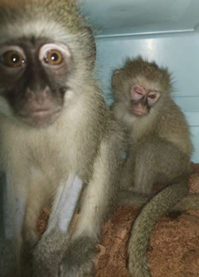 Private investigator identifies suspect accused of KZN monkey murders