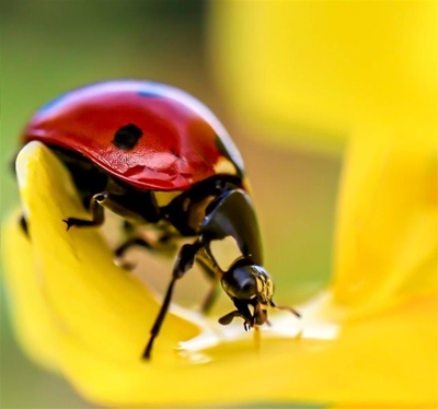 iNaturalist training for City Nature Challenge