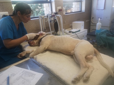 SPCA looking for owner after dogfight 