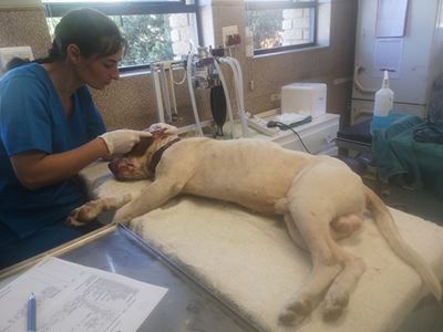 SPCA looking for owner after dogfight 