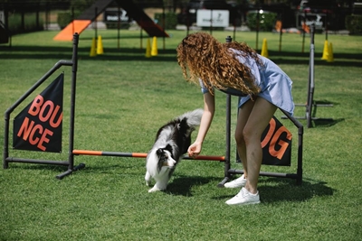 Does fear inhibit learning in dogs?