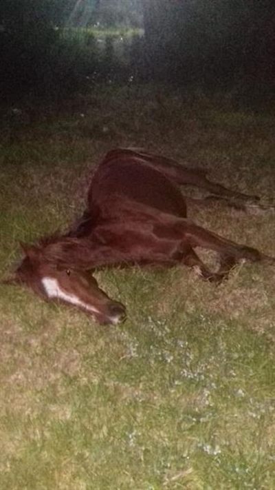 SPCA on horse abuse: "We fear school holidays"