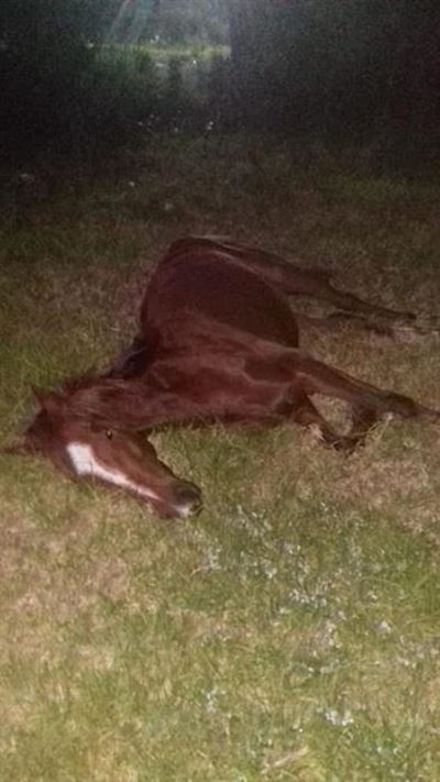 SPCA on horse abuse: "We fear school holidays"