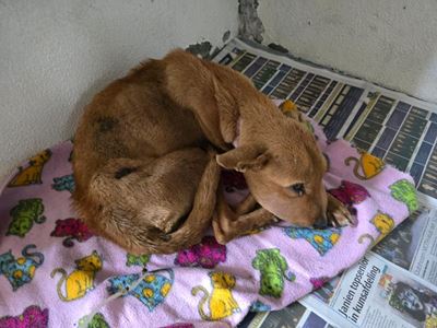 Borcherds Paws rescues injured dog left for dead in a drainpipe  