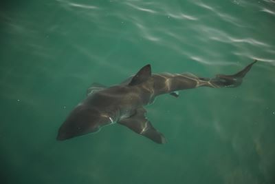 Mossel Bay sharks 'eating one another'