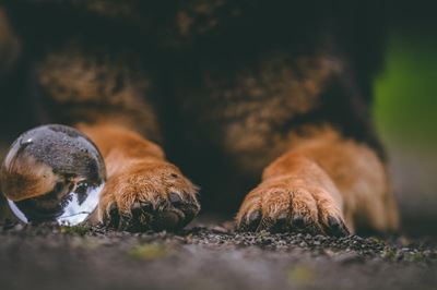 Child killed by family dog