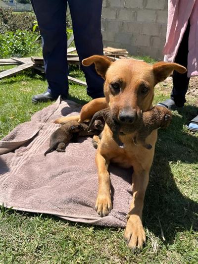 Puppies rescued from drain after 13 hours
