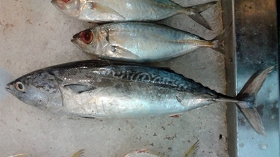 'Twas a lucky day for tuna lovers
