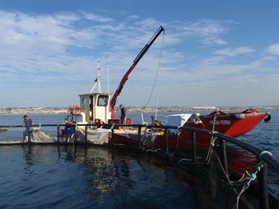 Sea cage farming explored